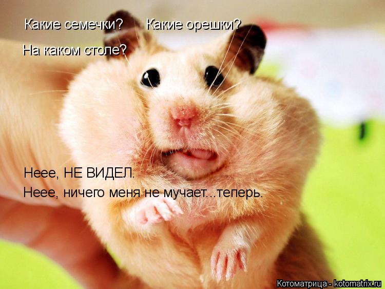 Какие семечки? Какие орешки? На каком столе? Неее, НЕ ВИДЕЛ. Неее, ничего меня не мучает...тепер... Котоматрица: Какие семечки? Какие орешки? На каком столе? Неее, НЕ ВИДЕЛ. Неее, ничего меня не мучает...теперь.