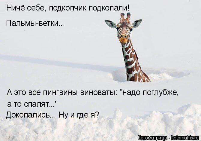 Ничё себе, подкопчик подкопали! Пальмы-ветки... А это всё пингвины виноваты: "надо поглубже, а то сп... Котоматрица: Ничё себе, подкопчик подкопали! Пальмы-ветки... А это всё пингвины виноваты: "надо поглубже, а то спалят..." Докопались... Ну и где я?