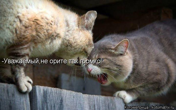-Уважаемый,не орите так громко!... Котоматрица: -Уважаемый,не орите так громко!