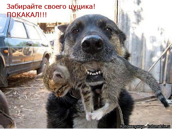 Забирайте своего цуцика! ПОКАКАЛ!!!... Котоматрица: Забирайте своего цуцика! ПОКАКАЛ!!!