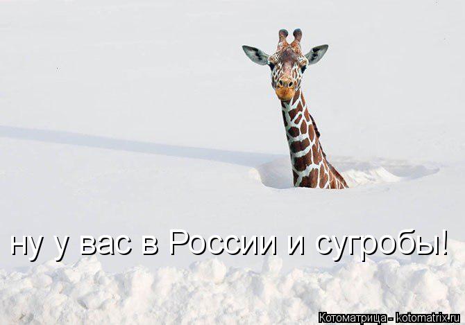 ну у вас в России и сугробы!... Котоматрица: ну у вас в России и сугробы!