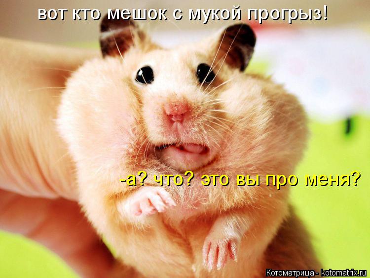 вот кто мешок с мукой прогрыз! -а? что? это вы про меня?... Котоматрица: вот кто мешок с мукой прогрыз! -а? что? это вы про меня?