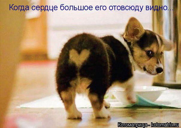 Когда сердце большое его отовсюду видно...... Котоматрица: Когда сердце большое его отовсюду видно...