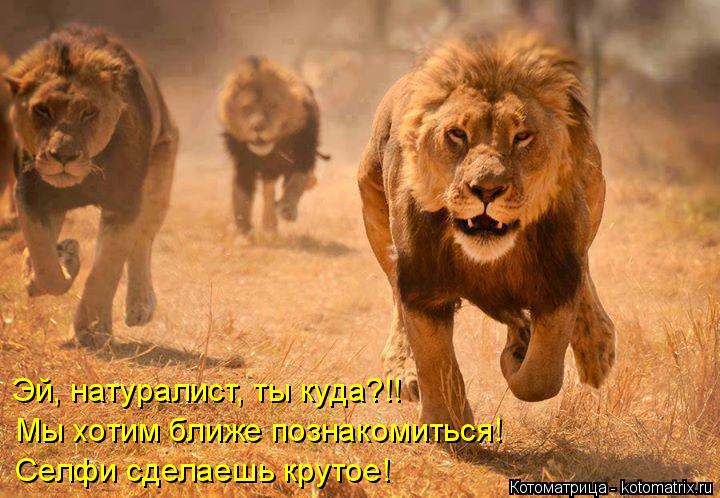 Эй, натуралист, ты куда?!! Мы хотим ближе познакомиться! Селфи сделаешь крутое!... Котоматрица: Эй, натуралист, ты куда?!! Мы хотим ближе познакомиться! Селфи сделаешь крутое!