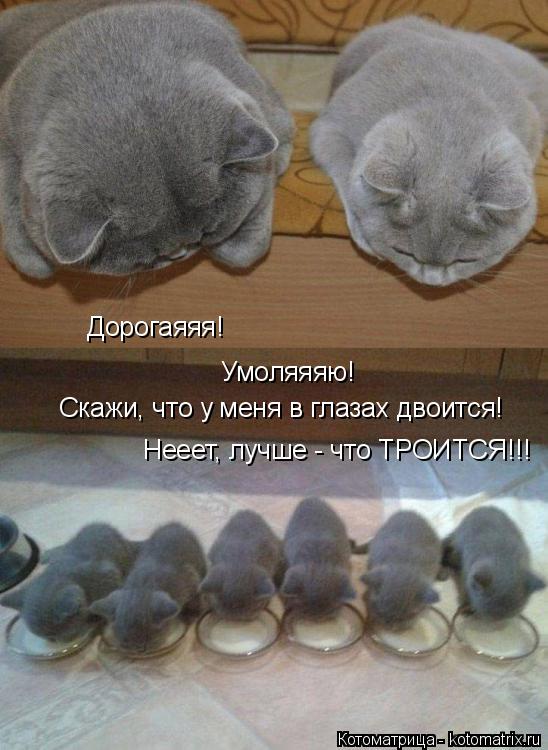 Дорогаяяя! Умоляяяю! Скажи, что у меня в глазах двоится! Нееет, лучше - что ТРОИТСЯ!!!... Котоматрица: Дорогаяяя! Умоляяяю! Скажи, что у меня в глазах двоится! Нееет, лучше - что ТРОИТСЯ!!!
