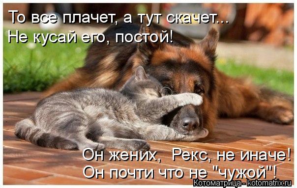 Он жених, Рекс, не иначе! Он почти что не "чужой"! То все плачет, а тут скачет... Не кусай его, пост... Котоматрица: Он жених, Рекс, не иначе! Он почти что не "чужой"! То все плачет, а тут скачет... Не кусай его, постой!