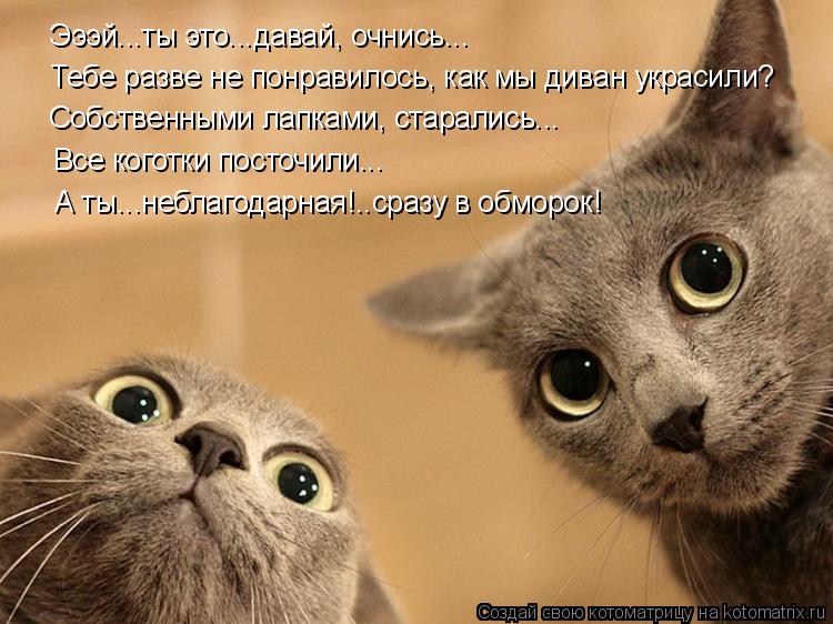 Эээй...ты это...давай, очнись... Тебе разве не понравилось, как мы диван украсили? Собственными лапка... Котоматрица: Эээй...ты это...давай, очнись... Тебе разве не понравилось, как мы диван украсили? Собственными лапками, старались... Все коготки посточили... А т