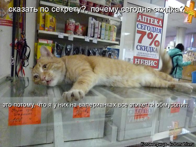 сказать по секрету?, почему сегодня скидка? это потому, что я у них на валерианках все этикетки обмус... Котоматрица: сказать по секрету?, почему сегодня скидка? это потому, что я у них на валерианках все этикетки обмусолил.