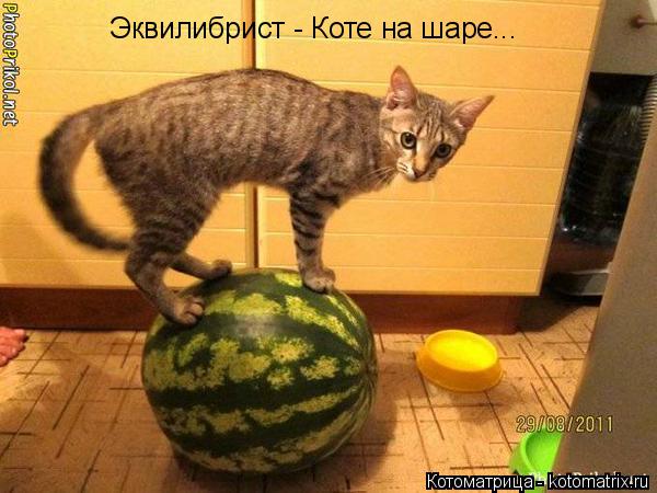 Эквилибрист - Коте на шаре...... Котоматрица: Эквилибрист - Коте на шаре...
