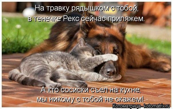 На травку рядышком с тобой, А кто сосиски съел на кухне, мы никому с тобой не скажем! в тенечке Рекс ... Котоматрица: На травку рядышком с тобой, А кто сосиски съел на кухне, мы никому с тобой не скажем! в тенечке Рекс сейчас приляжем.