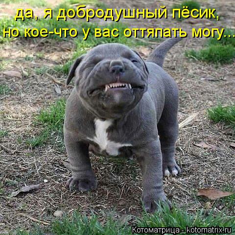 да, я добродушный пёсик, но кое-что у вас оттяпать могу...... Котоматрица: да, я добродушный пёсик, но кое-что у вас оттяпать могу...