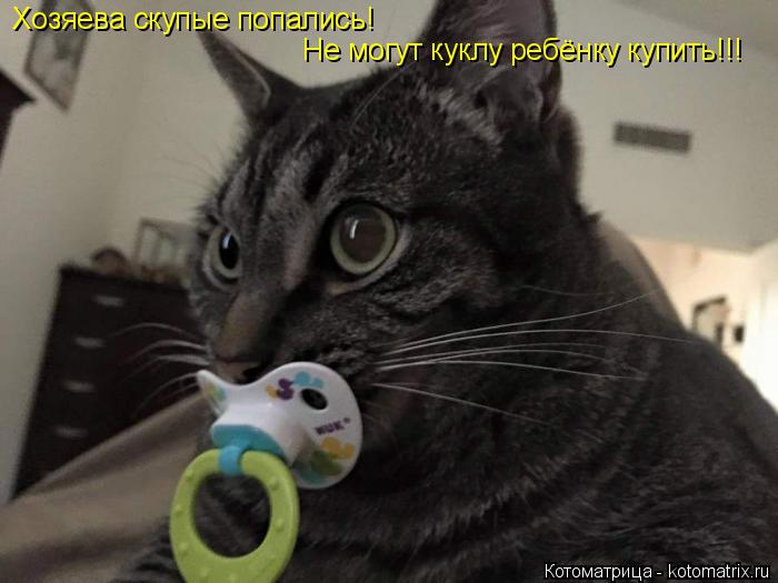 Хозяева скупые попались! Не могут куклу ребёнку купить!!!... Котоматрица: Хозяева скупые попались! Не могут куклу ребёнку купить!!!