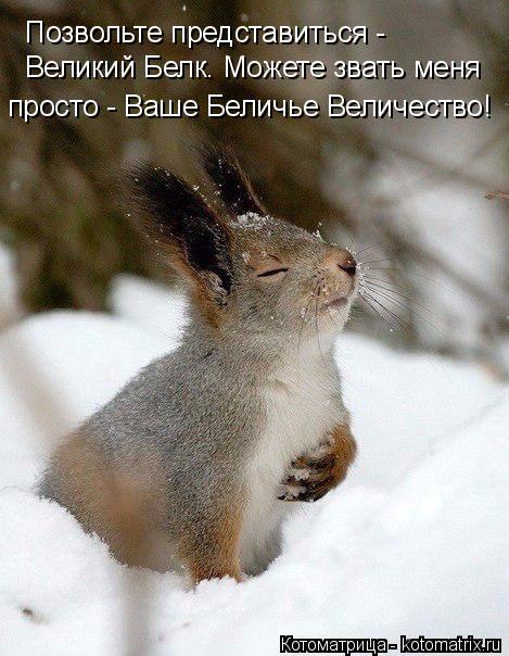 Позвольте представиться - Великий Белк. Можете звать меня просто - Ваше Беличье Величество!... Котоматрица: Позвольте представиться - Великий Белк. Можете звать меня просто - Ваше Беличье Величество!