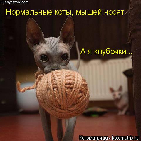 Нормальные коты, мышей носят А я клубочки...... Котоматрица: Нормальные коты, мышей носят А я клубочки...
