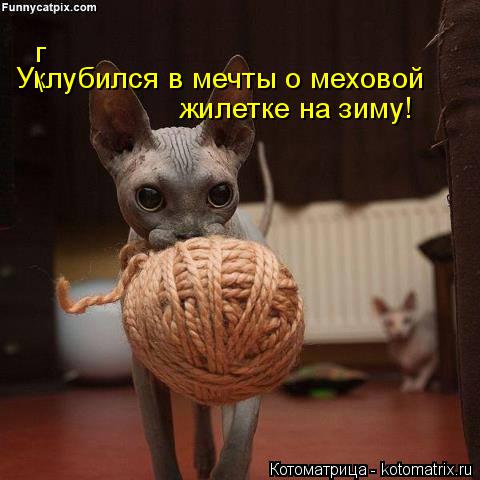 г жилетке на зиму! Уклубился в мечты о меховой \... Котоматрица: г жилетке на зиму! Уклубился в мечты о меховой \