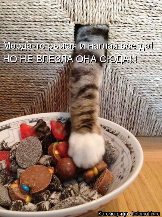Морда-то рыжая и наглая всегда! НО НЕ ВЛЕЗЛА ОНА СЮДА!!!... Котоматрица: Морда-то рыжая и наглая всегда! НО НЕ ВЛЕЗЛА ОНА СЮДА!!!