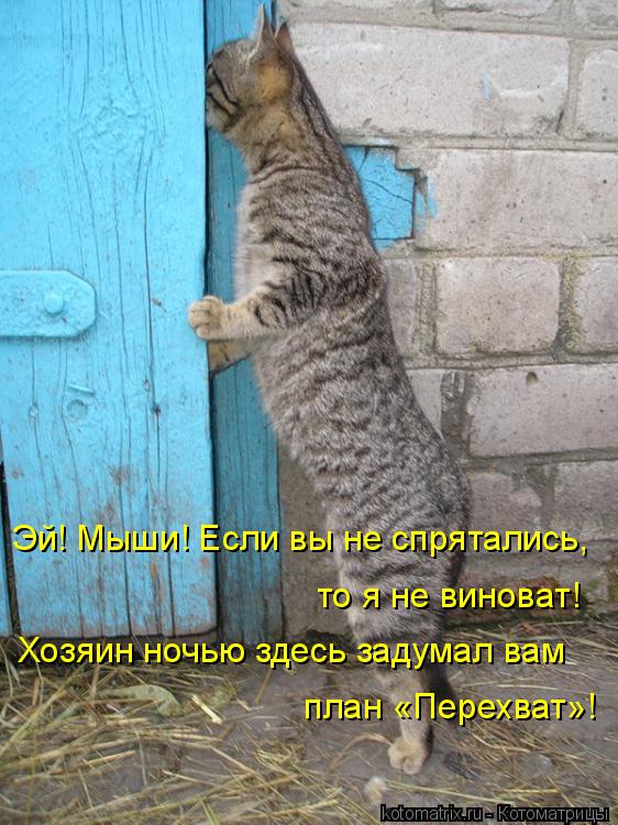 Эй! Мыши! Если вы не спрятались, то я не виноват! Хозяин ночью здесь задумал вам план «Перехват»!... Котоматрица: Эй! Мыши! Если вы не спрятались, то я не виноват! Хозяин ночью здесь задумал вам план «Перехват»!