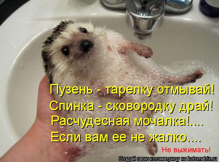 Пузень - тарелку отмывай! Спинка - сковородку драй! Расчудесная мочалка!.... Если вам ее не жалко....... Котоматрица: Пузень - тарелку отмывай! Спинка - сковородку драй! Расчудесная мочалка!.... Если вам ее не жалко.... Не выжимать!