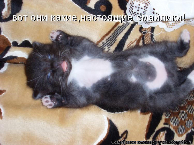вот они какие,настоящие смайлики!... Котоматрица: вот они какие,настоящие смайлики!