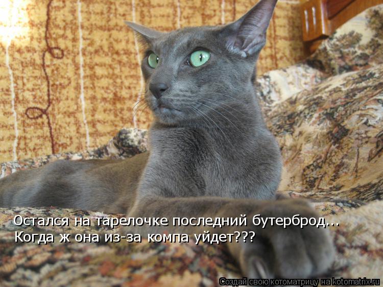 Остался на тарелочке последний бутерброд... Когда ж она из-за компа уйдет???... Котоматрица: Остался на тарелочке последний бутерброд... Когда ж она из-за компа уйдет???