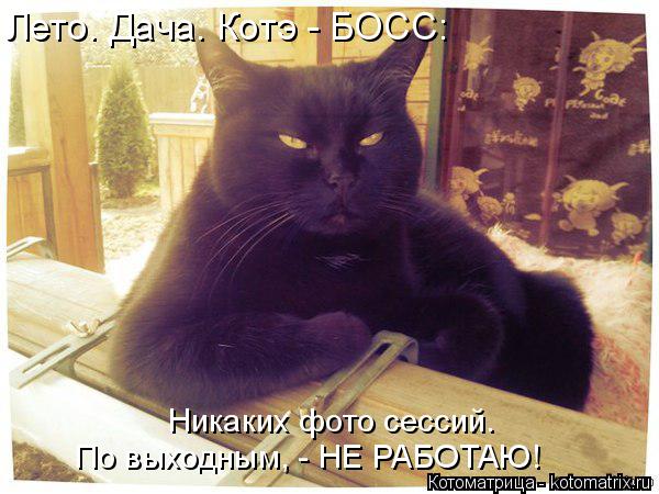 Лето. Дача. Котэ - БОСС: Никаких фото сессий. По выходным, - НЕ РАБОТАЮ!... Котоматрица: Лето. Дача. Котэ - БОСС: Никаких фото сессий. По выходным, - НЕ РАБОТАЮ!