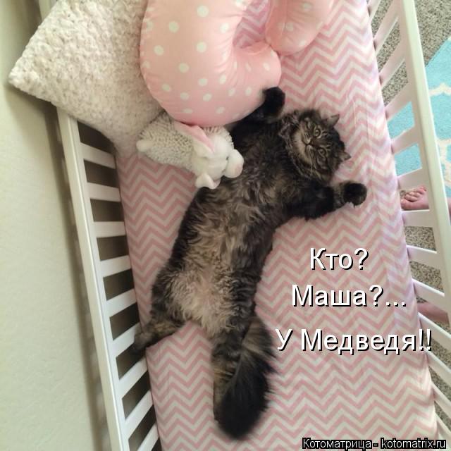 Маша?... У Медведя!! Кто?... Котоматрица: Маша?... У Медведя!! Кто?