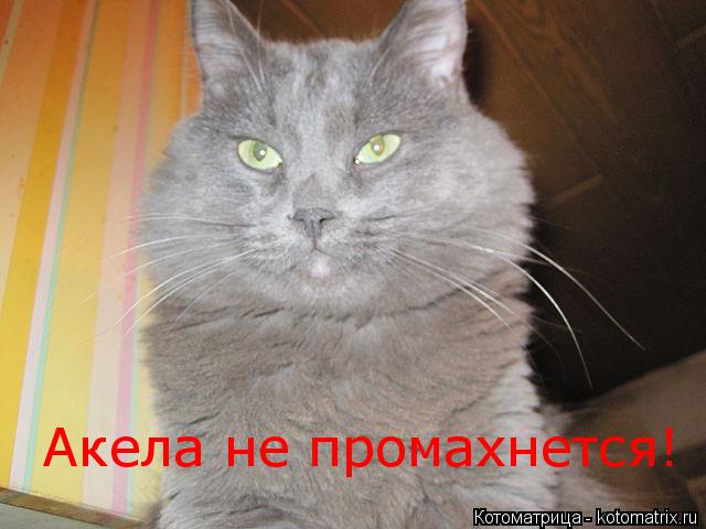 Акела не промахнется!... Котоматрица: Акела не промахнется!