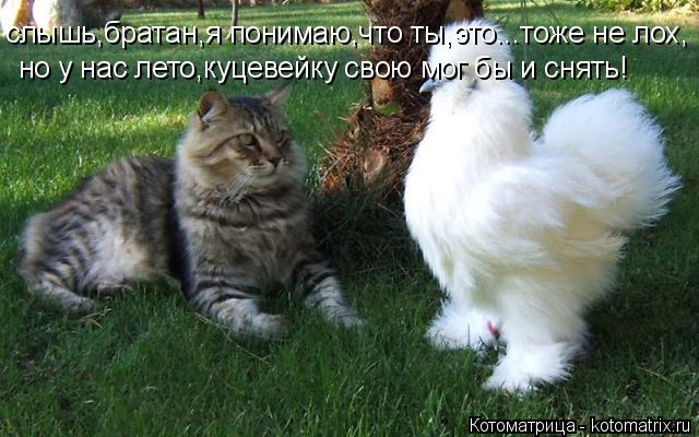 слышь,братан,я понимаю,что ты,это...тоже не лох, но у нас лето,куцевейку свою мог бы и снять!... Котоматрица: слышь,братан,я понимаю,что ты,это...тоже не лох, но у нас лето,куцевейку свою мог бы и снять!