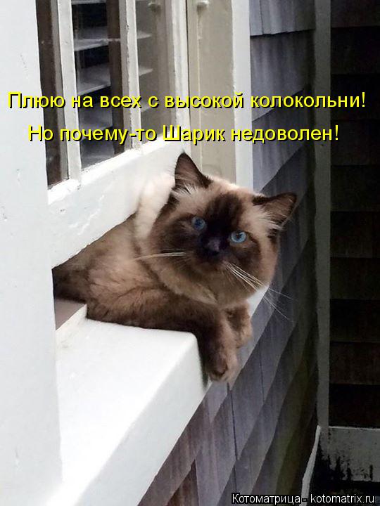 Плюю на всех с высокой колокольни! Но почему-то Шарик недоволен!... Котоматрица: Плюю на всех с высокой колокольни! Но почему-то Шарик недоволен!