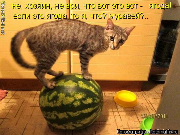 не, хозяин, не ври, что вот это вот - ягода! если это ягода, то я, что? муравей?..... Котоматрица: не, хозяин, не ври, что вот это вот - ягода! если это ягода, то я, что? муравей?..