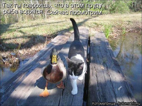 Так ты говоришь, что в этом пруду рыба водится. Сейчас посмотрим...... Котоматрица: Так ты говоришь, что в этом пруду рыба водится. Сейчас посмотрим...