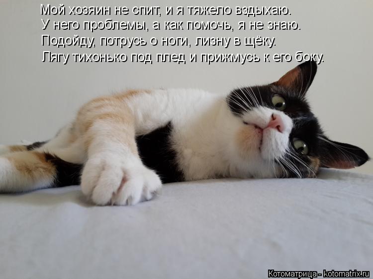 Мой хозяин не спит, и я тяжело вздыхаю. У него проблемы, а как помочь, я не знаю. Лягу тихонько под п... Котоматрица: Мой хозяин не спит, и я тяжело вздыхаю. У него проблемы, а как помочь, я не знаю. Лягу тихонько под плед и прижмусь к его боку. Подойду, потрусь