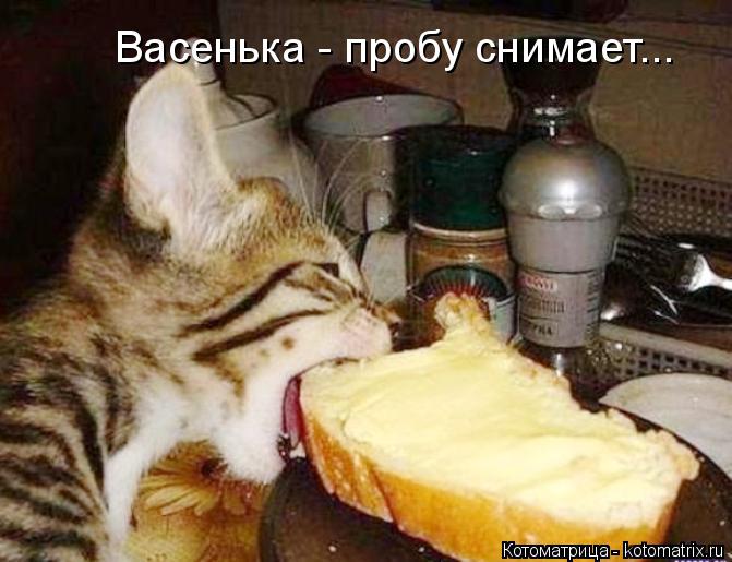 Васенька - пробу снимает...... Котоматрица: Васенька - пробу снимает...