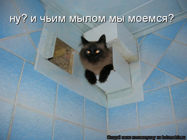 ну? и чьим мылом мы моемся?... Котоматрица: ну? и чьим мылом мы моемся?