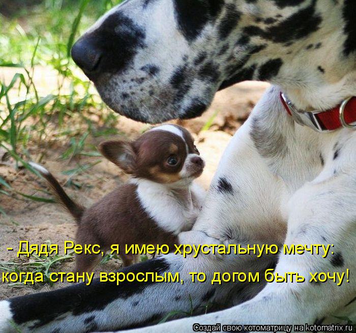 - Дядя Рекс, я имею хрустальную мечту: когда стану взрослым, то догом быть хочу!... Котоматрица: - Дядя Рекс, я имею хрустальную мечту: когда стану взрослым, то догом быть хочу!