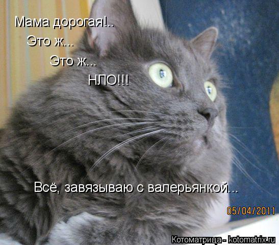 Мама дорогая!.. Это ж... Это ж... НЛО!!! Всё, завязываю с валерьянкой...... Котоматрица: Мама дорогая!.. Это ж... Это ж... НЛО!!! Всё, завязываю с валерьянкой...