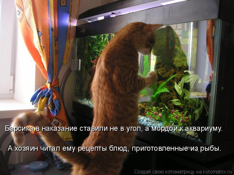 Барсика в наказание ставили не в угол, а мордой к аквариуму. А хозяин читал ему рецепты блюд, пригото... Котоматрица: Барсика в наказание ставили не в угол, а мордой к аквариуму. А хозяин читал ему рецепты блюд, приготовленные из рыбы.