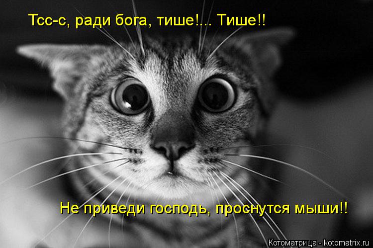 Тсс-с, ради бога, тише!... Тише!! Не приведи господь, проснутся мыши!!... Котоматрица: Тсс-с, ради бога, тише!... Тише!! Не приведи господь, проснутся мыши!!