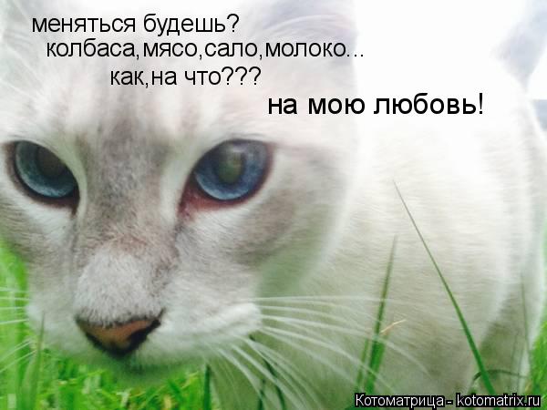 меняться будешь? колбаса,мясо,сало,молоко... как,на что??? на мою любовь!... Котоматрица: меняться будешь? колбаса,мясо,сало,молоко... как,на что??? на мою любовь!