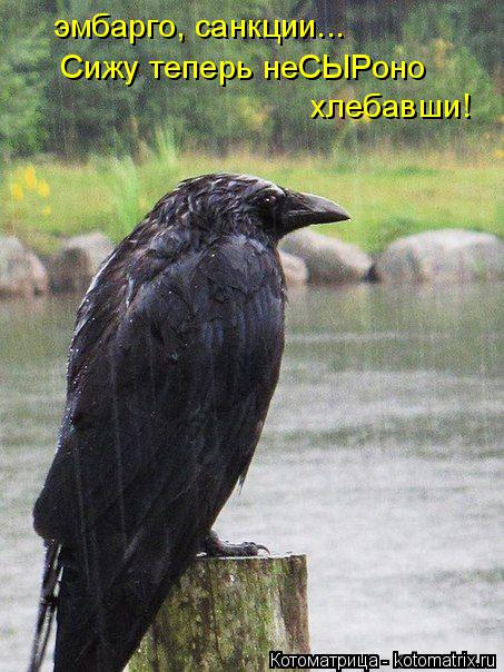 эмбарго, санкции... Сижу теперь неСЫРоно хлебавши!... Котоматрица: эмбарго, санкции... Сижу теперь неСЫРоно хлебавши!