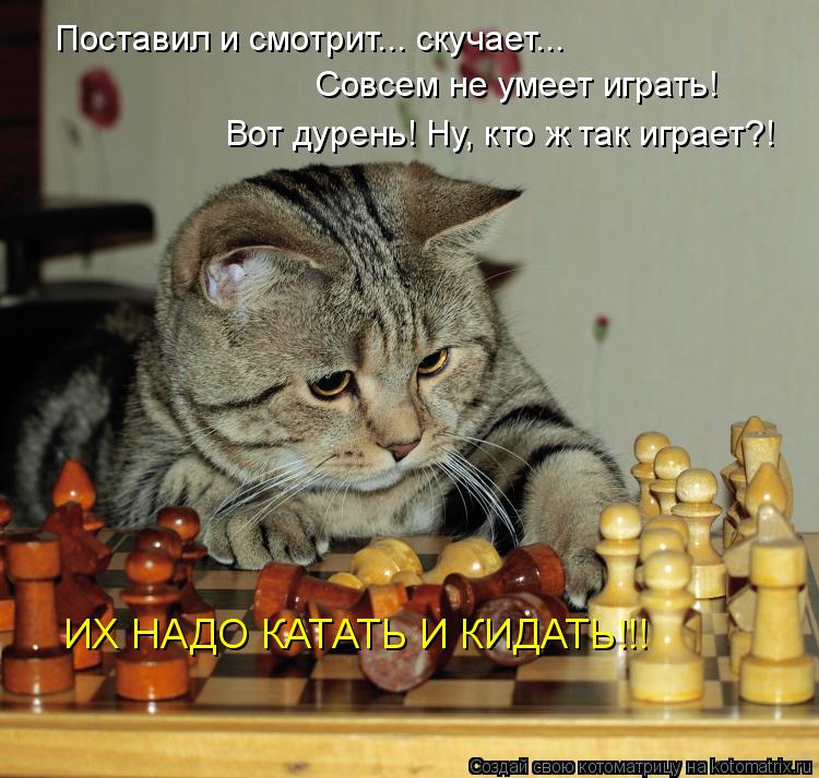 Поставил и смотрит... скучает... Совсем не умеет играть! Вот дурень! Ну, кто ж так играет?! ИХ НАДО К... Котоматрица: Поставил и смотрит... скучает... Совсем не умеет играть! Вот дурень! Ну, кто ж так играет?! ИХ НАДО КАТАТЬ И КИДАТЬ!!!