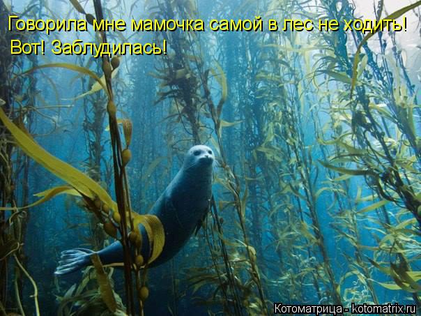 Говорила мне мамочка самой в лес не ходить! Вот! Заблудилась!... Котоматрица: Говорила мне мамочка самой в лес не ходить! Вот! Заблудилась!