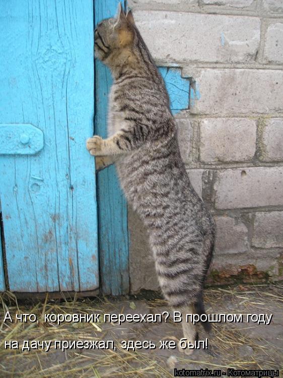 А что, коровник переехал? В прошлом году на дачу приезжал, здесь же был!... Котоматрица: А что, коровник переехал? В прошлом году на дачу приезжал, здесь же был!