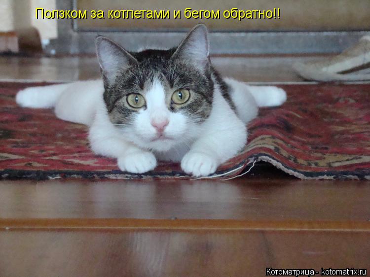 Ползком за котлетами и бегом обратно!!... Котоматрица: Ползком за котлетами и бегом обратно!!