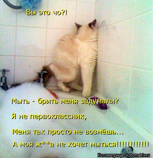 Вы это чо?! Мыть - брить меня задумали? Я не первоклассник, Меня так просто не возмёшь... А моя ж**а ... Котоматрица: Вы это чо?! Мыть - брить меня задумали? Я не первоклассник, Меня так просто не возмёшь... А моя ж**а не хочет мыться!!!!!!!!!!!!