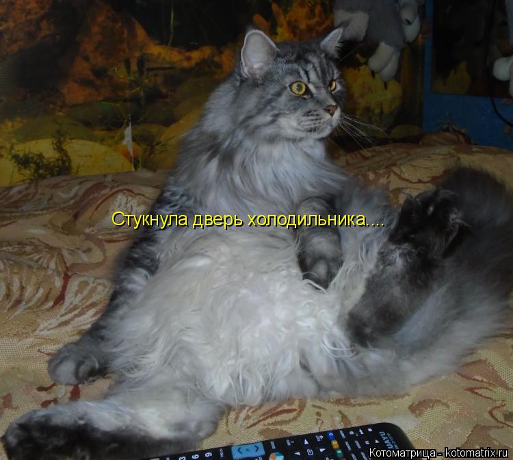 Стукнула дверь холодильника....... Котоматрица: Стукнула дверь холодильника....