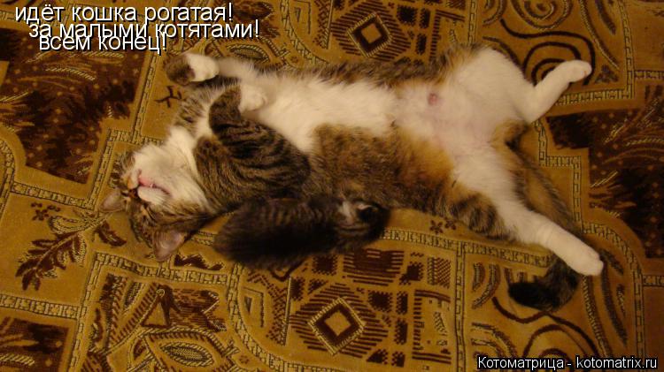 идёт кошка рогатая! за малыми котятами! всем конец!... Котоматрица: идёт кошка рогатая! за малыми котятами! всем конец!