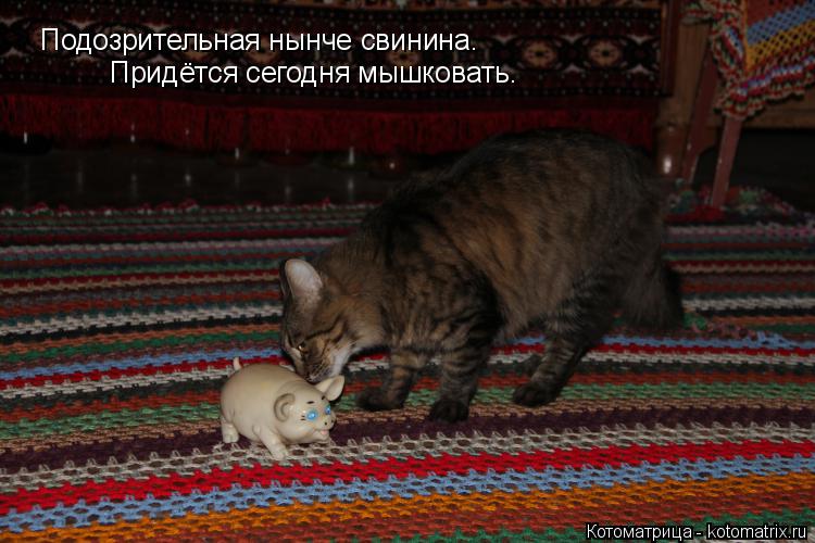 Подозрительная нынче свинина. Придётся сегодня мышковать.... Котоматрица: Подозрительная нынче свинина. Придётся сегодня мышковать.
