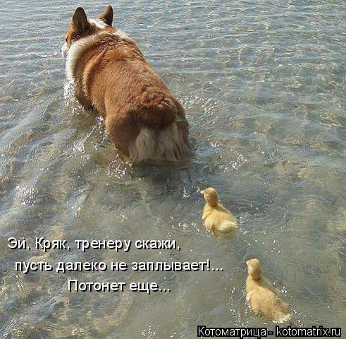 Эй, Кряк, тренеру скажи, пусть далеко не заплывает!... Потонет еще...... Котоматрица: Эй, Кряк, тренеру скажи, пусть далеко не заплывает!... Потонет еще...