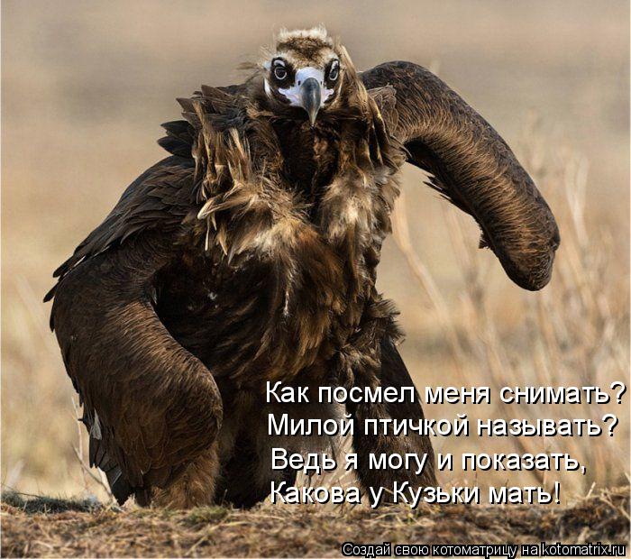 Как посмел меня снимать? Милой птичкой называть? Ведь я могу и показать, Какова у Кузьки мать!... Котоматрица: Как посмел меня снимать? Милой птичкой называть? Ведь я могу и показать, Какова у Кузьки мать!